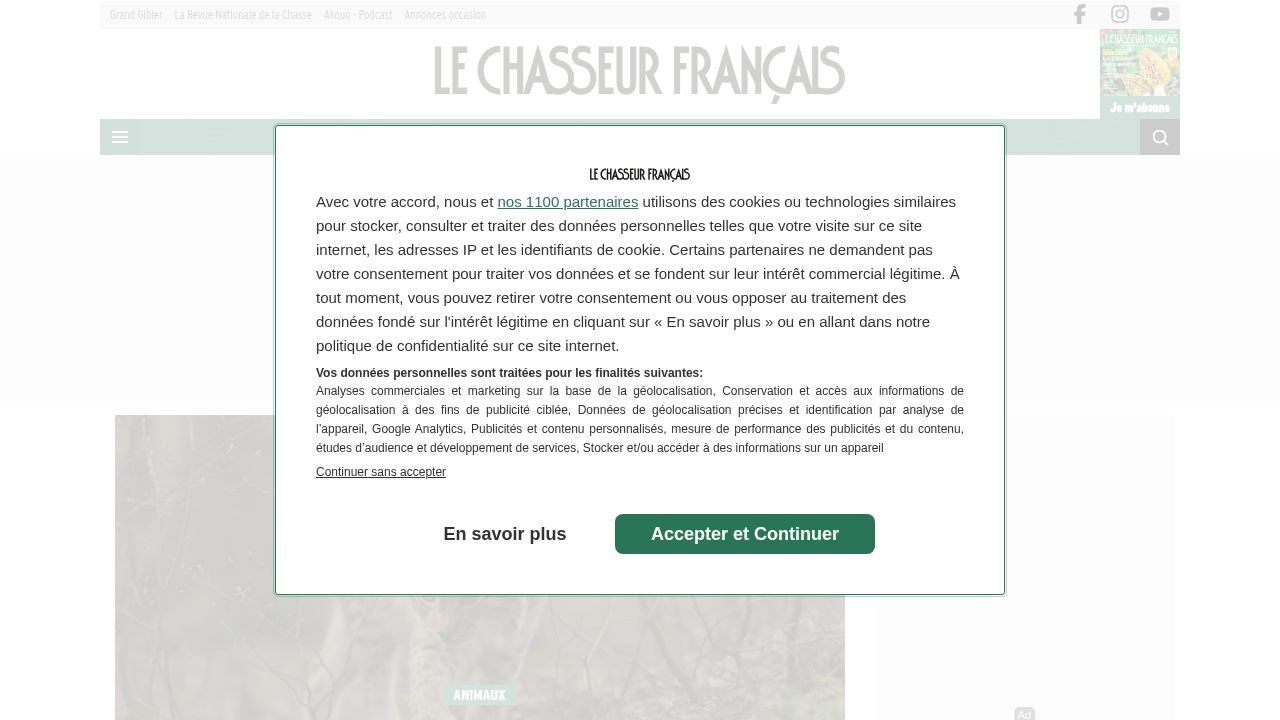 lechasseurfrancais.com